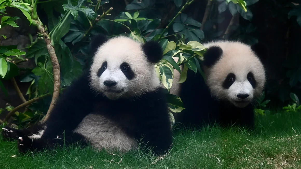 jia-jia-dan-de-de-dua-bayi-panda-baru-kebanggaan-hong-kong